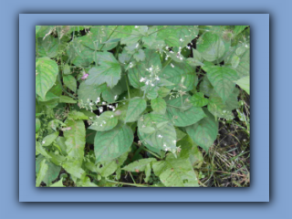 Enchanter's-nightshade. Hetton Bogs. 11th July 2023 2_Prv.jpg